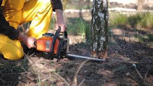 Best Lawn Renovation and Restoration  in Homer City, PA