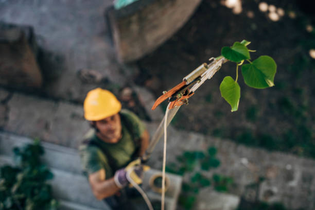Best Root Management and Removal  in Homer City, PA